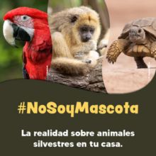 #NoSoyMascota, una campaña para desalentar la...